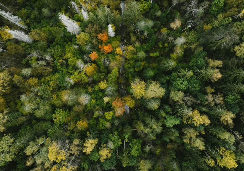 Forêt vue du ciel